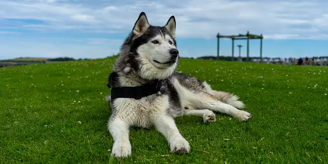 Siberian Husky