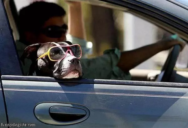 Such A Cool Dog