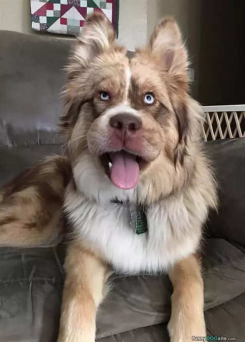 Fluffy Face