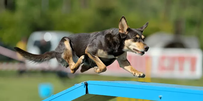 Australian Kelpie jumping