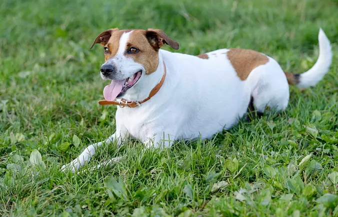 Danish-Swedish Farmdog