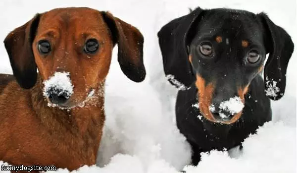 Snow Noses