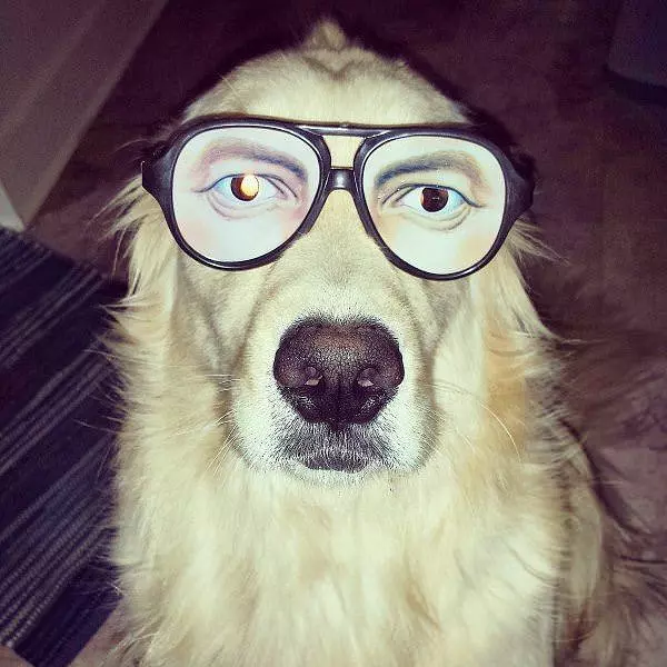 Nice Glasses