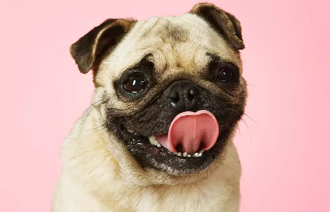 Pug Smiling