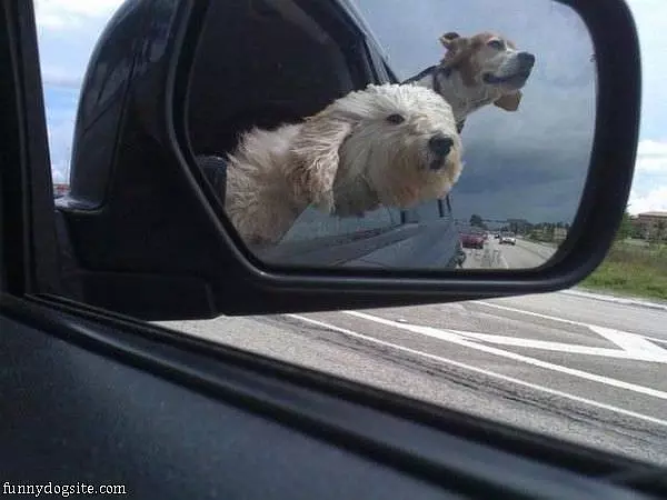 Love Driving