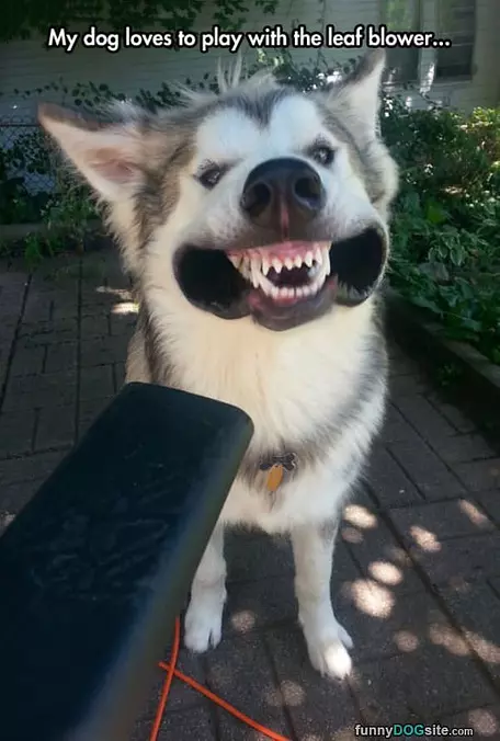Loves To Play