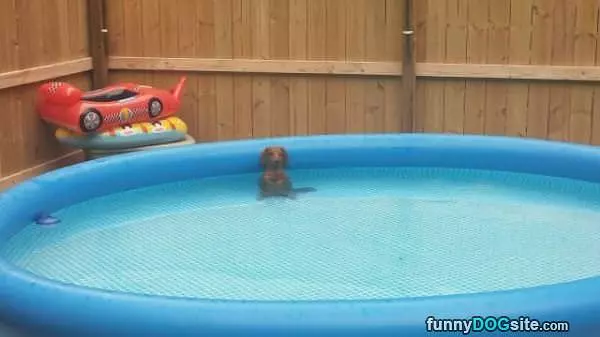 Chillin Around In The Pool