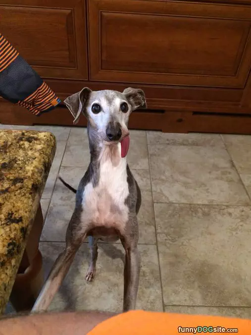 Tongue Out