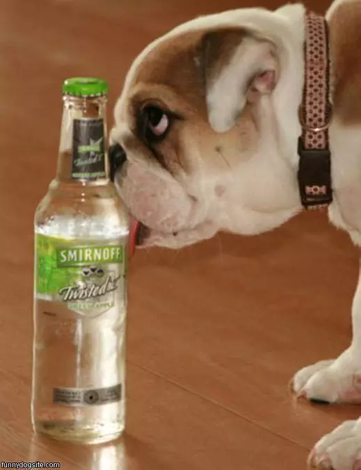 Twisted Dog