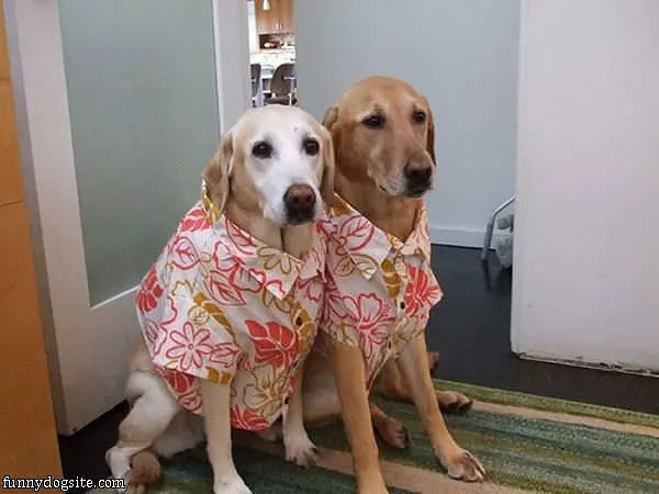 Dressed For A Night Out
