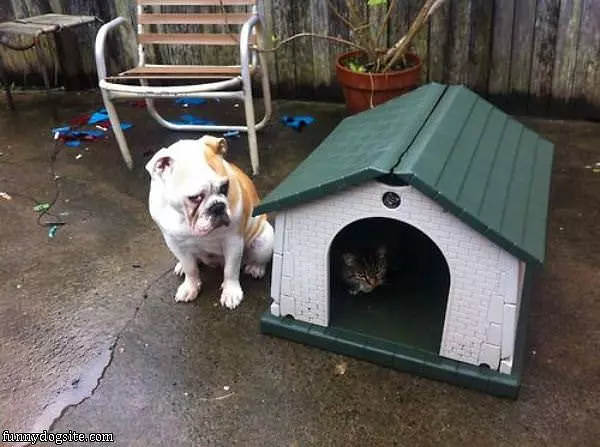 Stole My House