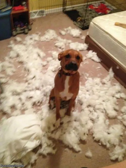 It Was The Cat