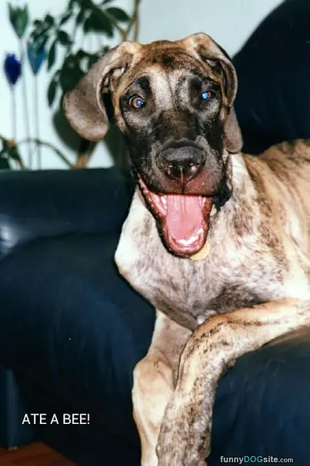Ate A Bee