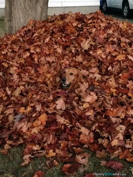 I Love Leaf Time