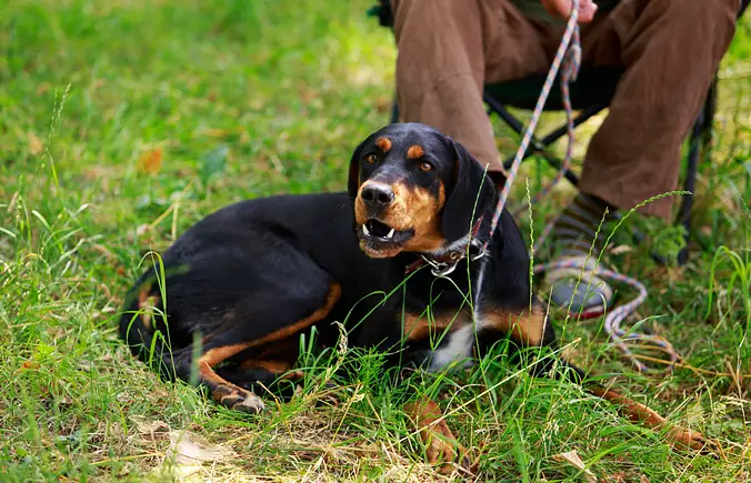 Slovensky Kopov dog