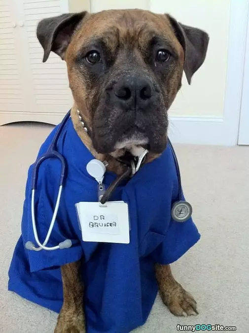 Dr Bruiser