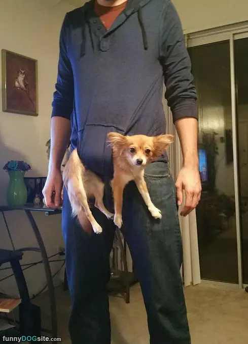 Pocket Pup