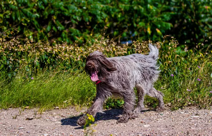 Wirehaired Pointing Griffon...