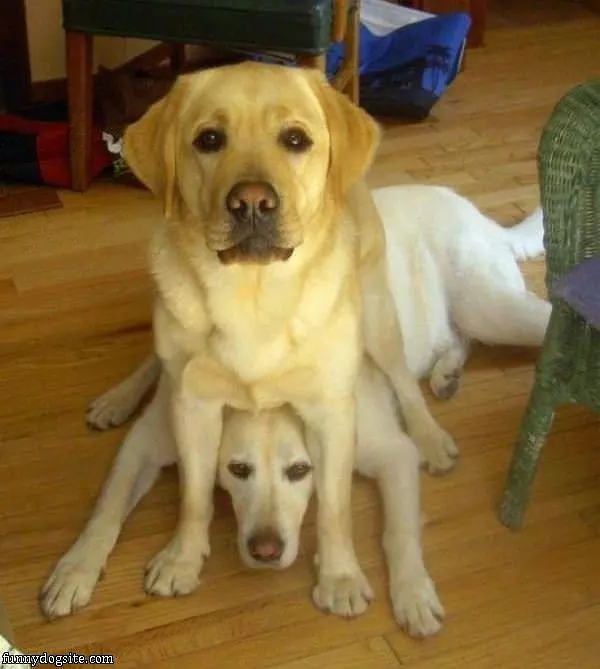 Dog Sitting On Dog