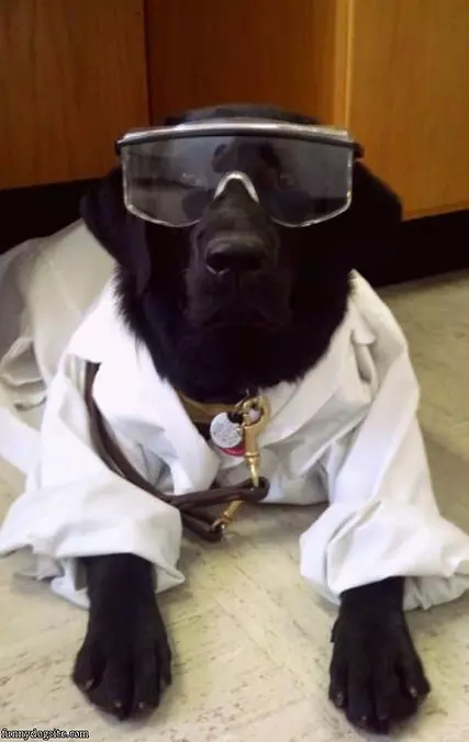 Lab Dog