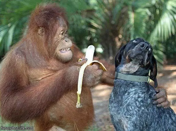 Want Some Banana