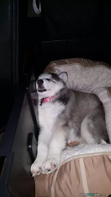 Sleeping Right Here Is Fine