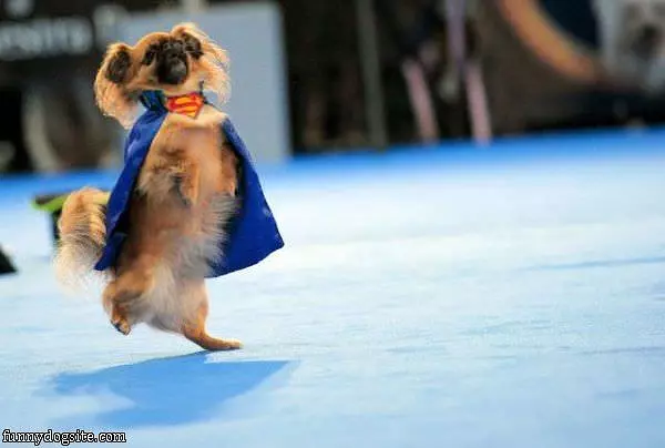 The Super Dog
