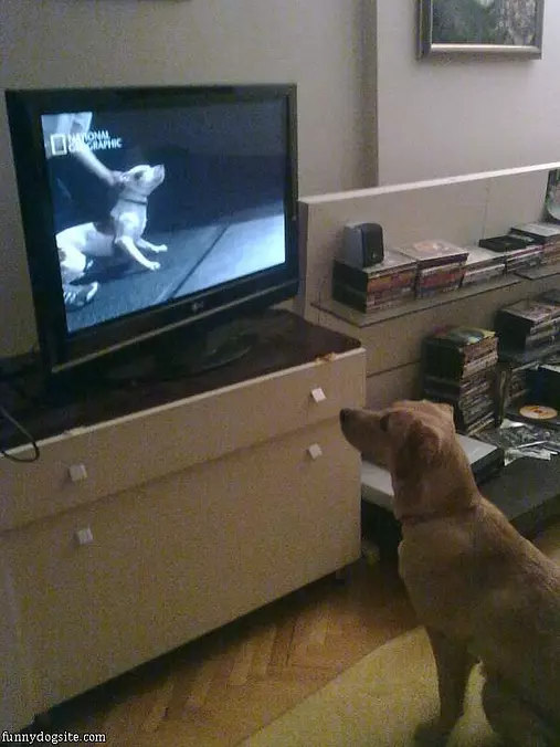 Scientific Dog