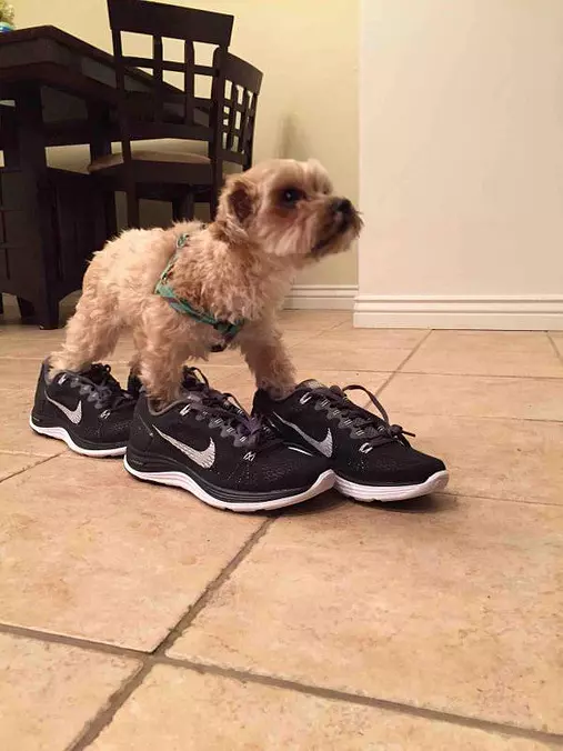 Nice Sneakers