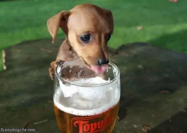 Thirsty Puppy Is Thirsty