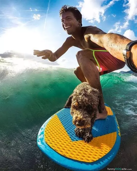 Surfing Dog