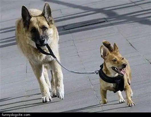 Dog Walking Dog