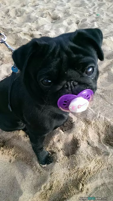 Alfie With A Binky
