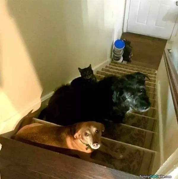 Step Family