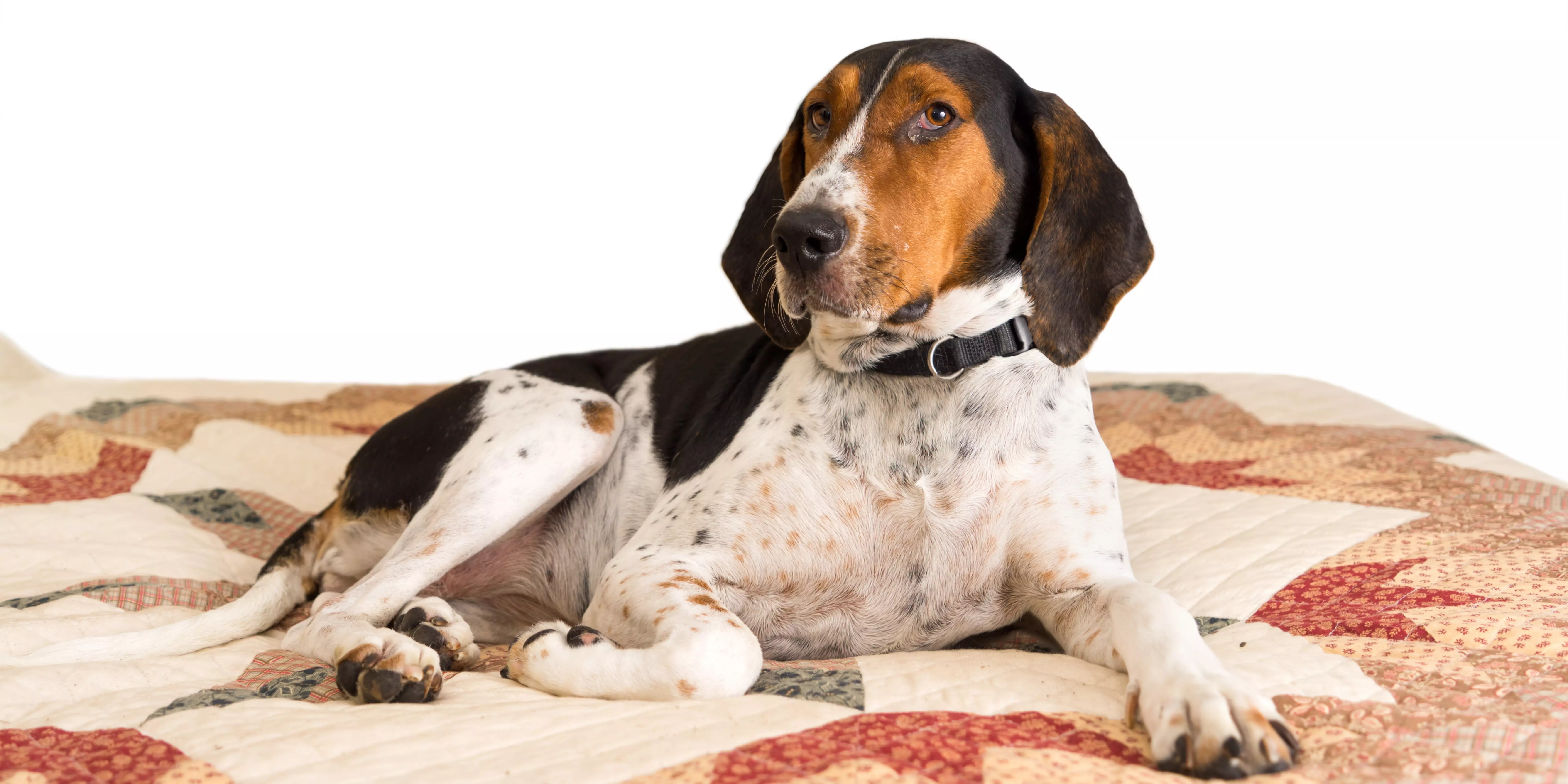 Treeing Walker Coonhound