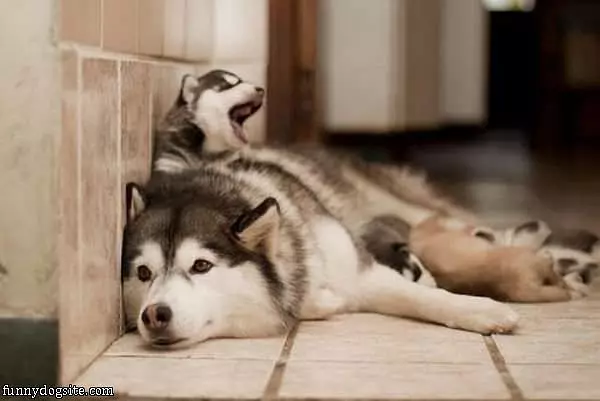 Dog Family