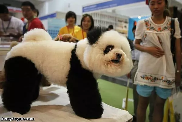 Panda Dog