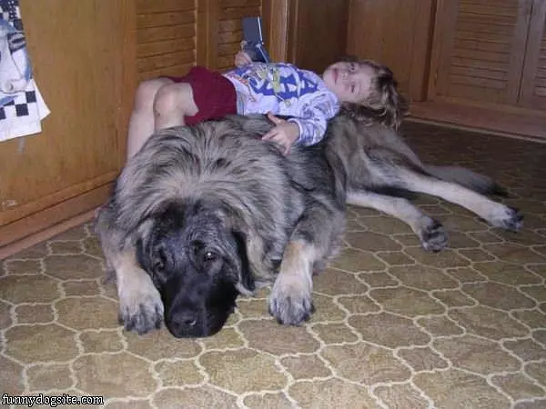 Dog Fluffy Bed