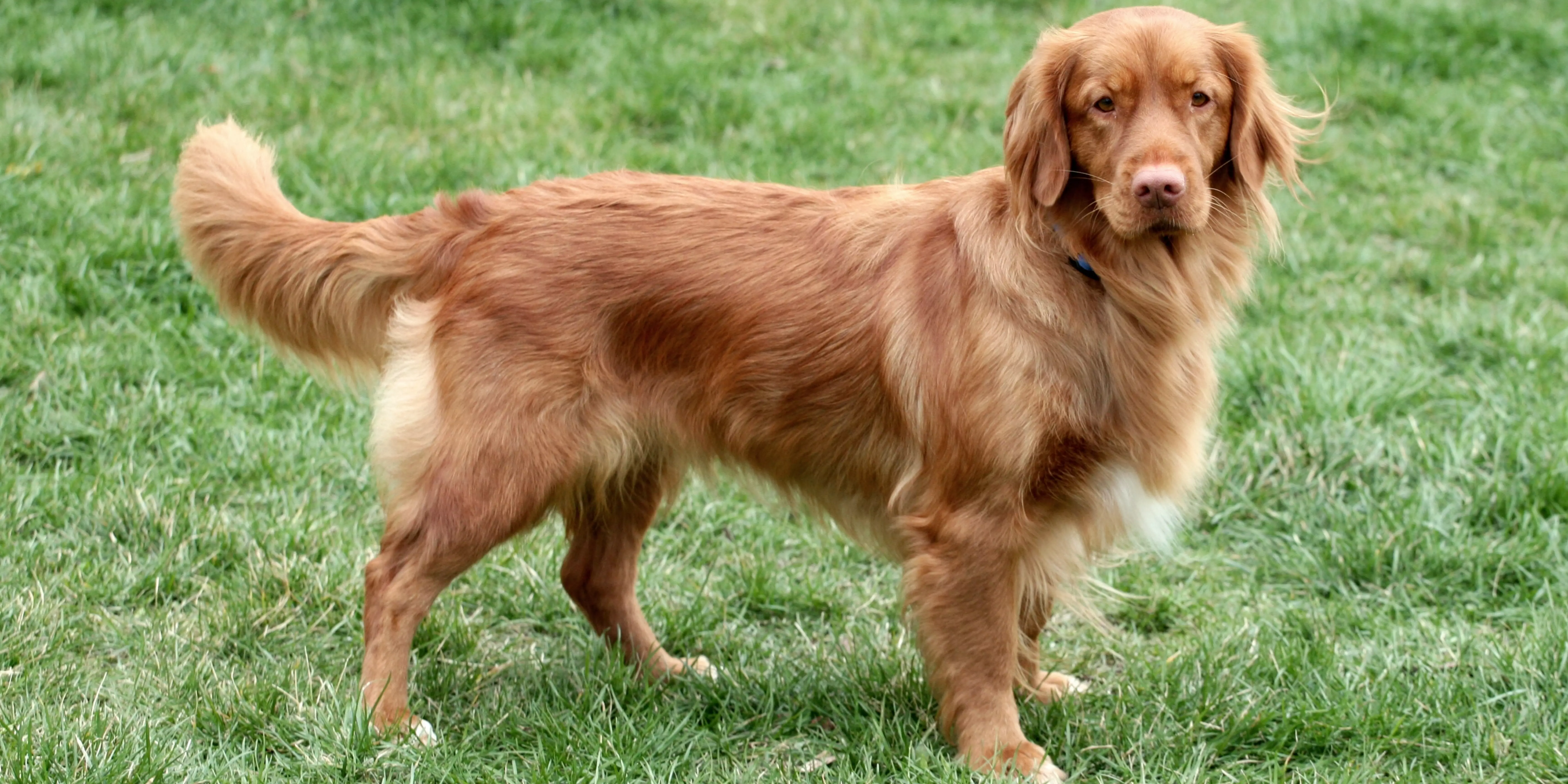 Nova Scotia Duck Tolling Retriever