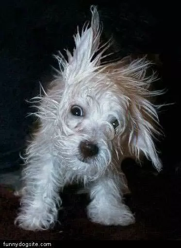 White Dog
