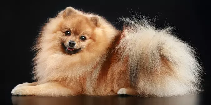German Spitz