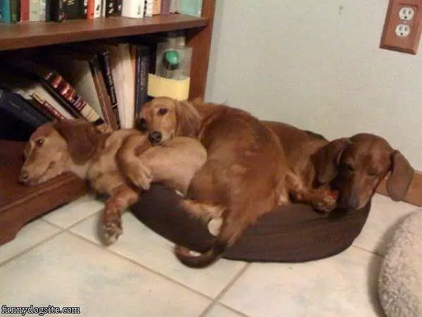 Bunch Of Dogs