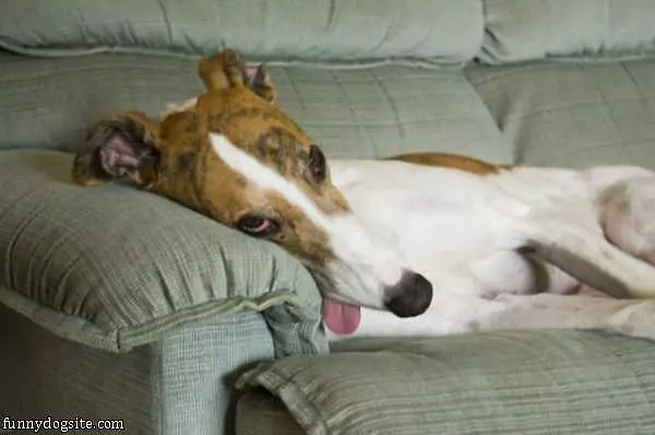 Asleep On The Couch