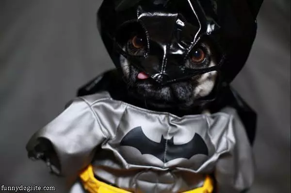 Bat Dog