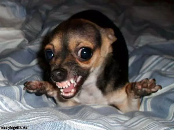 Roooooaaarrr