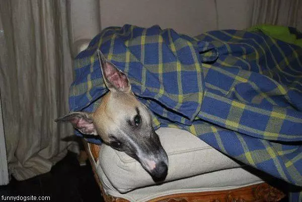 Under The Blankets