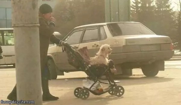Dog Cart