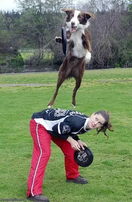 High Jumping Dog