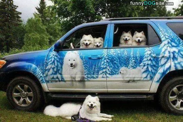 The Dog Car
