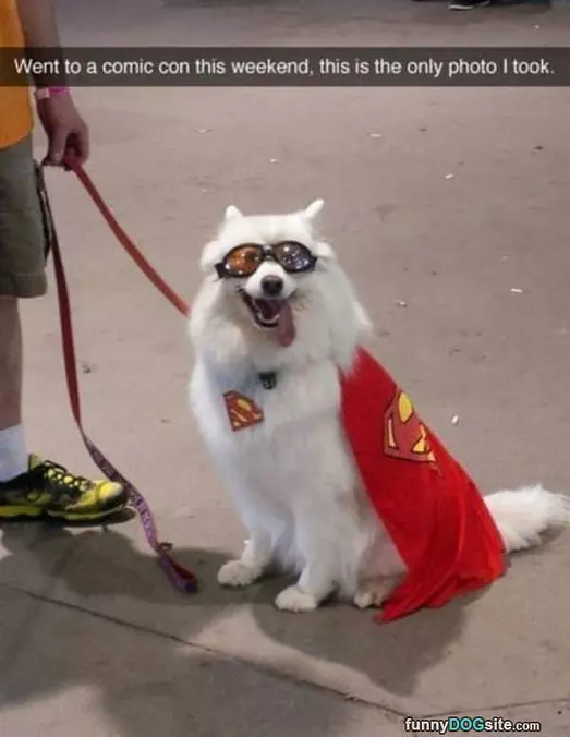 Super Dog